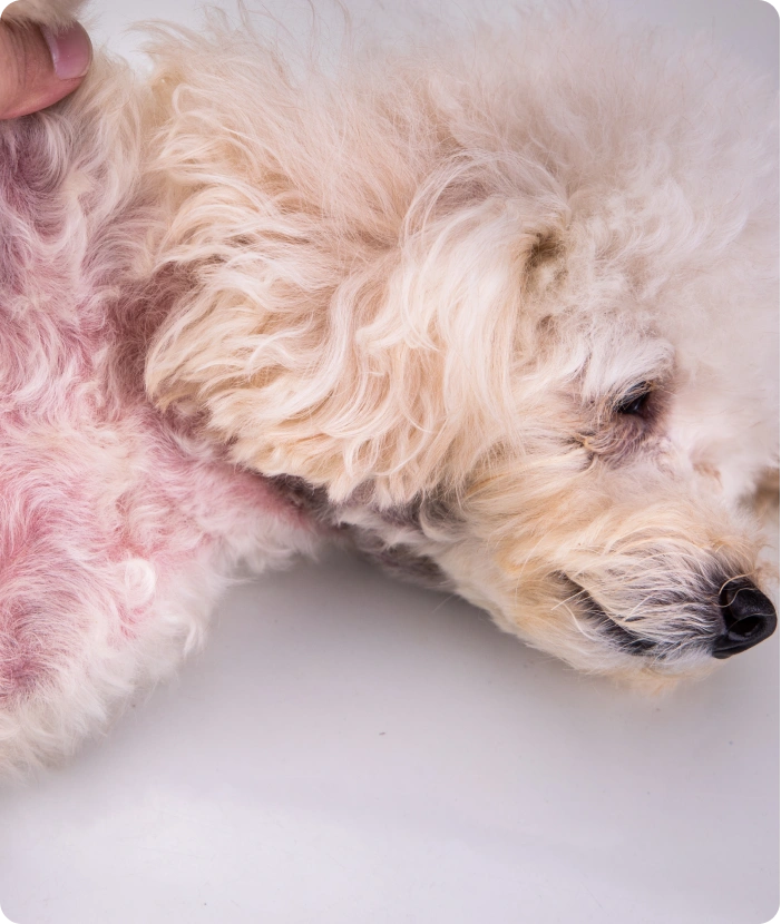 Paw