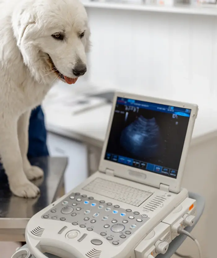 Paw